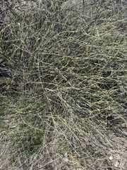 Ephedra aspera