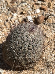 Echinomastus erectocentrus erectocentrus