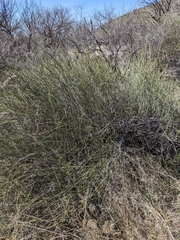 Ephedra aspera