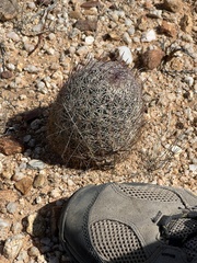 Echinomastus erectocentrus erectocentrus