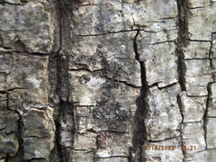 Allocapnia vivipara