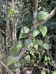 Pericampylus glaucus