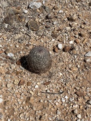 Echinomastus erectocentrus erectocentrus