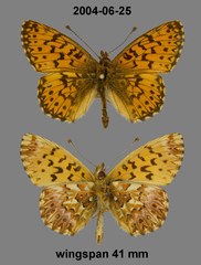 Boloria titania