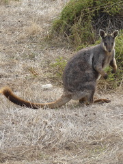 Petrogale lateralis pearsoni