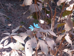 Ecbolium ligustrinum