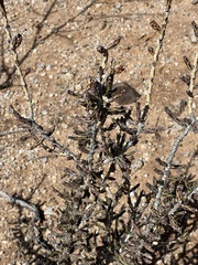 Cylindropuntia leptocaulis