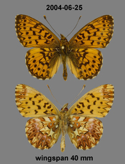 Boloria titania