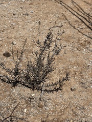 Cylindropuntia leptocaulis