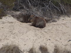 Lasiorhinus latifrons