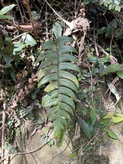 Polystichum lepidocaulon