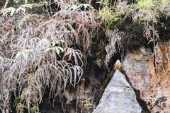 Hirundinea ferruginea