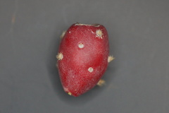 Cylindropuntia leptocaulis