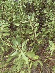 Myoporum insulare