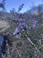 Ceanothus foliosus