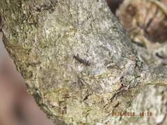 Allocapnia vivipara