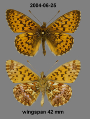 Boloria titania