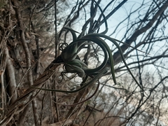 Tillandsia caput-medusae