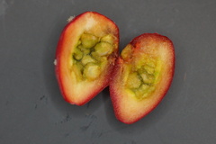 Cylindropuntia leptocaulis