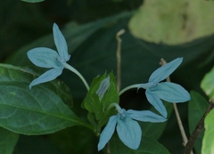 Ecbolium ligustrinum