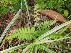Christella parasitica