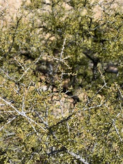 Condalia warnockii