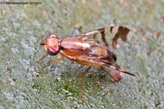 Coelotrypes