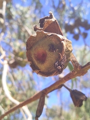 Eucalyptus erythrocorys