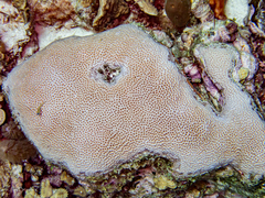 Coryphopterus lipernes