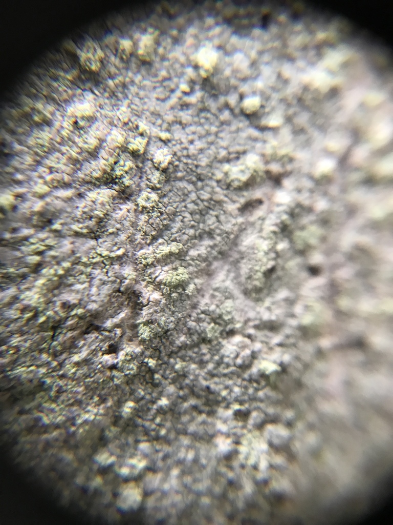 Guyanan Bloodspot
