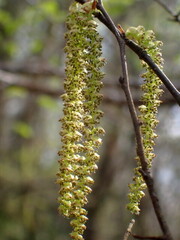 Carpinus caroliniana