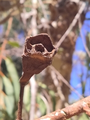 Eucalyptus erythrocorys