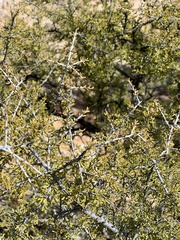 Condalia warnockii