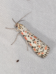 Utetheisa pulchelloides
