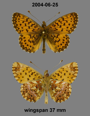 Boloria titania