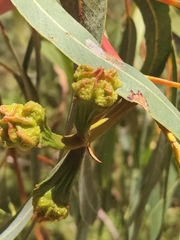 Eucalyptus erythrocorys