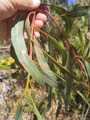 Eucalyptus erythrocorys