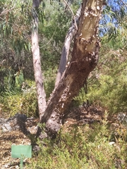 Eucalyptus erythrocorys