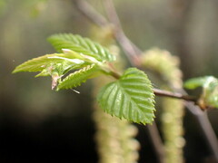 Carpinus caroliniana