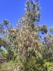 Eucalyptus erythrocorys