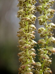 Carpinus caroliniana