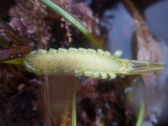 Phyllospadix scouleri