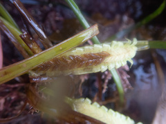 Phyllospadix scouleri