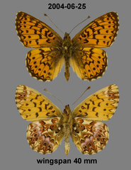 Boloria titania