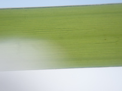 Phyllospadix scouleri