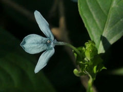 Ecbolium ligustrinum