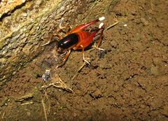 Apotetamenus amazonae