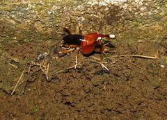 Apotetamenus amazonae