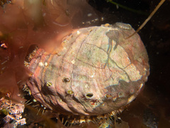 Haliotis kamtschatkana