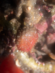 Boltenia villosa